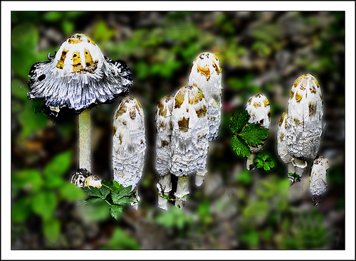 ГРИБ КОПРИНУС. НАВОЗНИК (CORPINUS COMATUS)